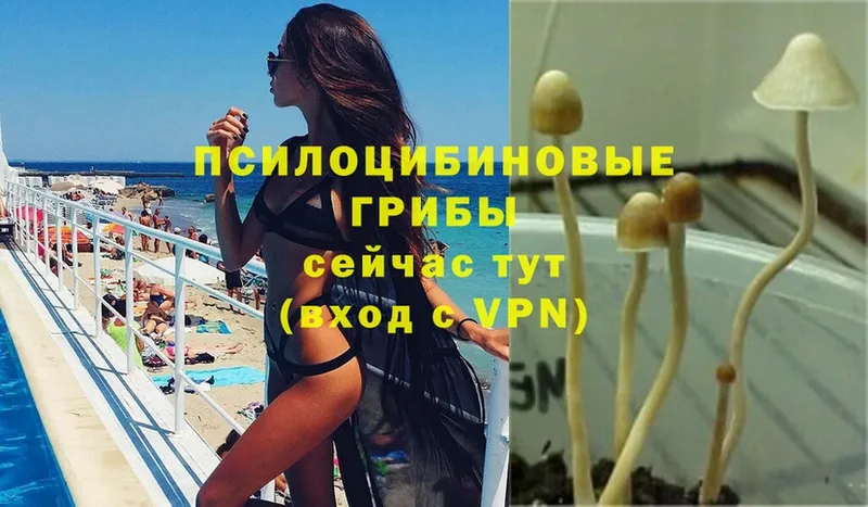 Галлюциногенные грибы Psilocybine cubensis  купить закладку  Богданович 